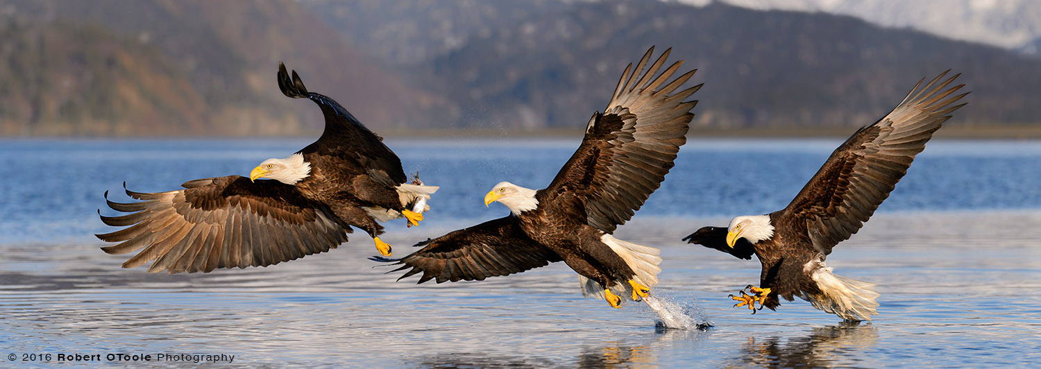 three_eagles