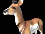animalAntelope_374667_2