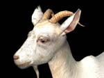 animalGoat_318874_2
