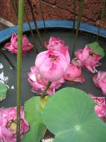 IMG_2575