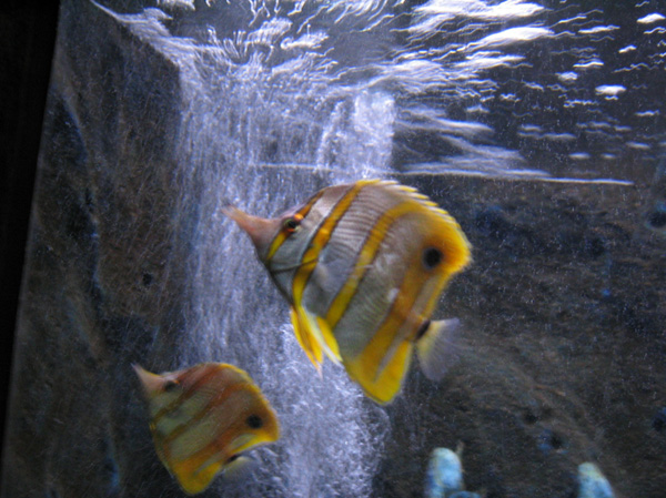172_7233