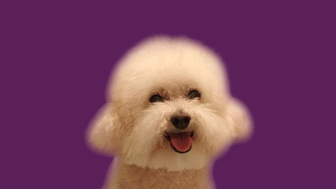 PurplePet