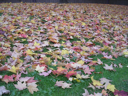 DSCN4270