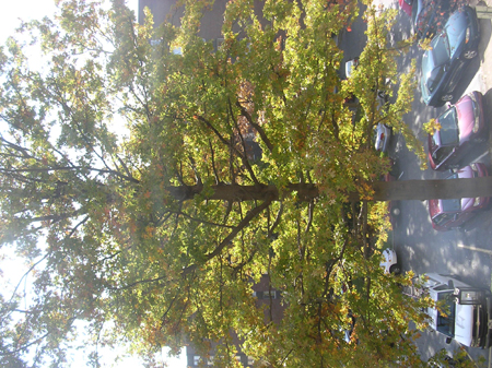 DSCN4325