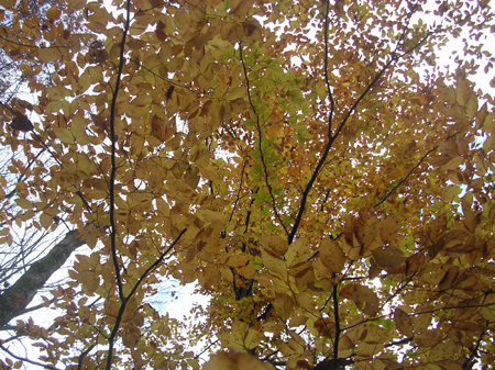 DSCN4403
