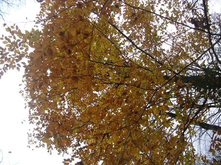 DSCN4404