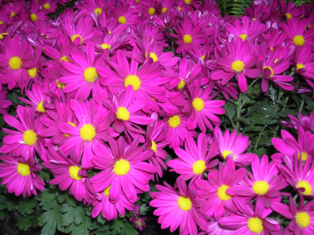 DSCN5899