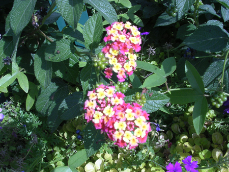 DSCN5909