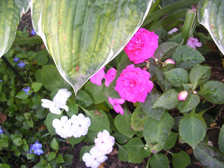 DSCN5976
