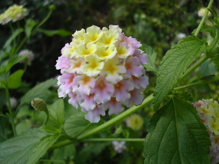 DSCN5978
