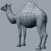 animal_camel_3