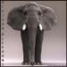 animal_elephant_1