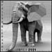 animal_elephant_3