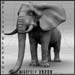 animal_elephant_4