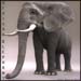 animal_elephant_5