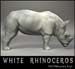 animal_rhino_1