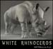 animal_rhino_2