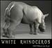 animal_rhino_3