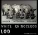animal_rhino_4