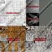 animal_tiger_4