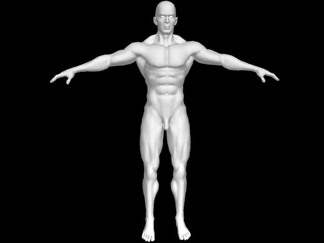 anatomyModerateMan_298217_1