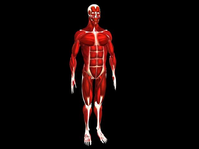 anatomyMuscleMesh_395043_1