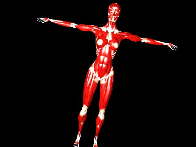 anatomy_cgHuman_241280_2