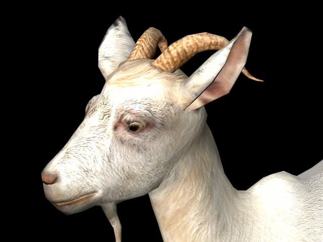 animalGoat_318874_2