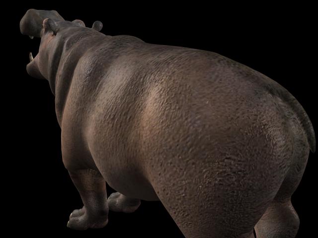 animalHippo_404623_2
