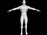 anatomyModerateMan_298217_1