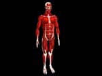 anatomyMuscleMesh_395043_1