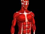 anatomyMuscleMesh_395043_2