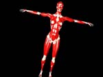 anatomy_cgHuman_241280_2