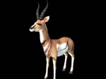 animalAntelope_374667_1