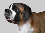 animalDog_421846_2