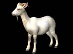 animalGoat_318874_1