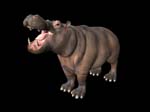 animalHippo_404623_1