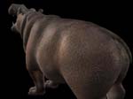 animalHippo_404623_2