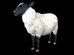 animalSheep_430123_1