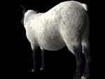 animalSheep_430123_2
