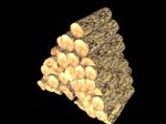 propFireWood_411128_1