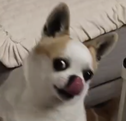 My dog