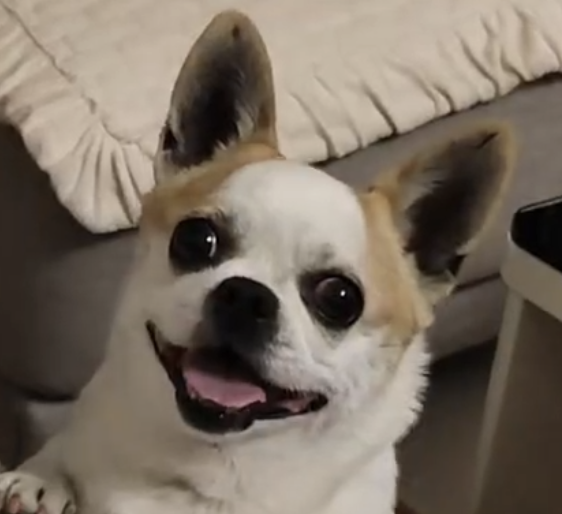 My dog